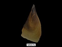 藏品(江瑤貝)的圖片